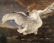 ASSELYN, Jan The Threatened Swan before 1652 oil painting on canvas